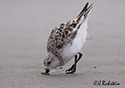 Calidris alba